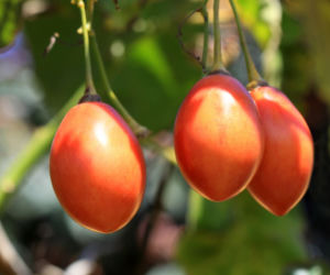 Tamarillo