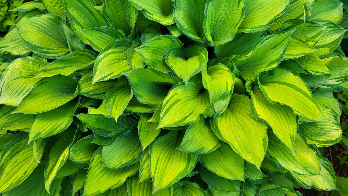 Bylina do cienia - funkia (Hosta)