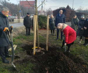 Za nami duża akcja sadzenia drzew w Toruniu. Pojawi się też 5 tysięcy krzewów!
