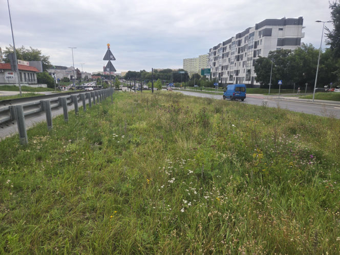 Tędy za dwa lata pojadą tramwaje. Na Szwederowie rozpoczęła się budowa nowej trasy tramwajowej