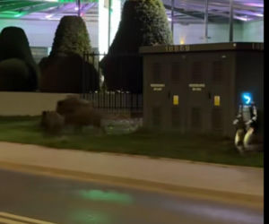 Robot humanoidalny Edward Warchocki przegania dziki w stolicy. Nagranie stało się hitem sieci