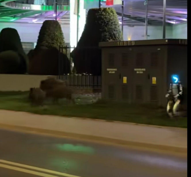 Robot humanoidalny Edward Warchocki przegania dziki w stolicy. Nagranie stało się hitem sieci