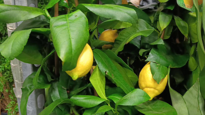 Festiwal Roślin w Enea Arenie