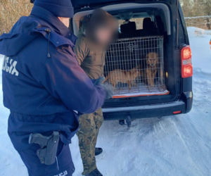 Metalowy łańcuch wrósł w szyję Reksia. Trzy kundelki z odmrożeniami