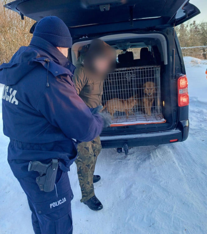 Metalowy łańcuch wrósł w szyję Reksia. Trzy kundelki z odmrożeniami