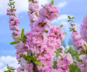 Migdałek trójklapowy - kiedy i jak przycinać? Sprawdź!