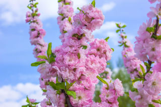 Migdałek trójklapowy - kiedy i jak przycinać? Sprawdź!