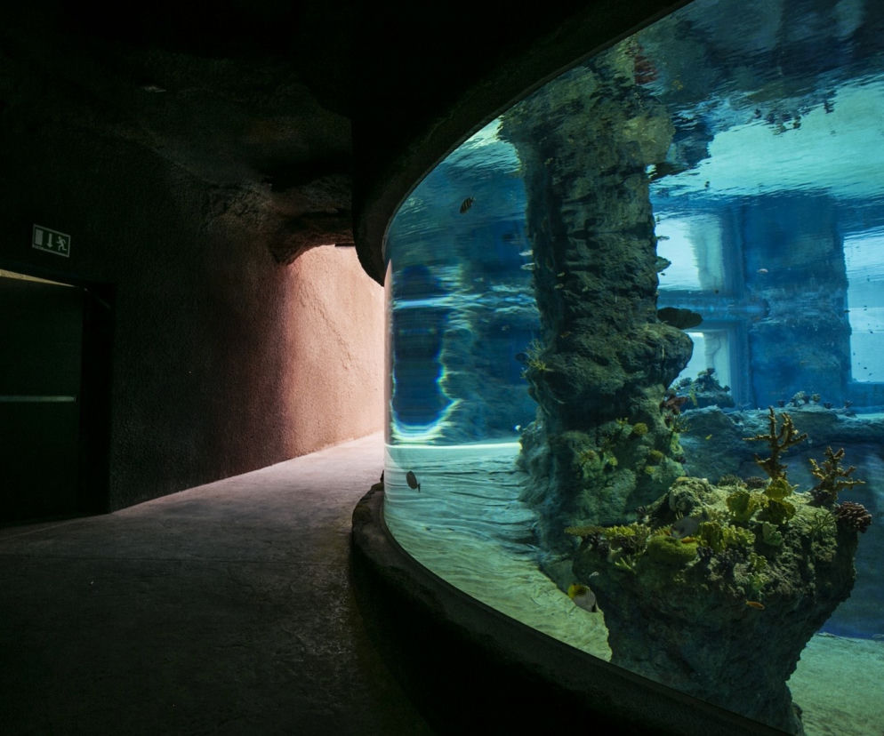 Nowa inwestycja wrocławskiego ZOO: rafa koralowa już zasiedlona