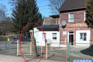 Potężna kłoda drewna runęła przed wejście do szkoły. Kierowca ciężarówki nawet tego nie zauważył