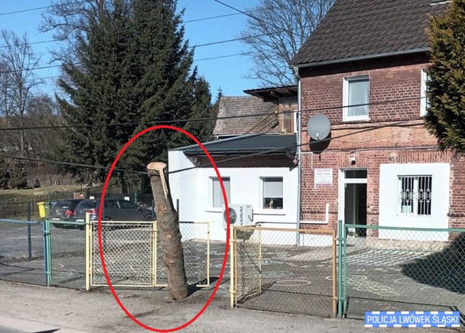Potężna kłoda drewna runęła przed wejście do szkoły. Kierowca ciężarówki nawet tego nie zauważył
