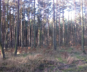 Trwa zbieranie podpisów pod petycją wyłączenia obwodów łowieckich z toruńskich lasów