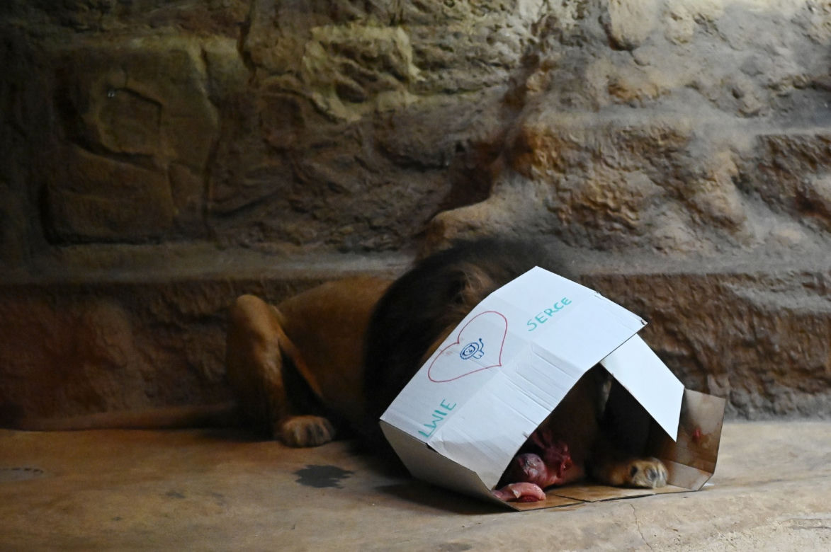 Dzień lwa w zoo