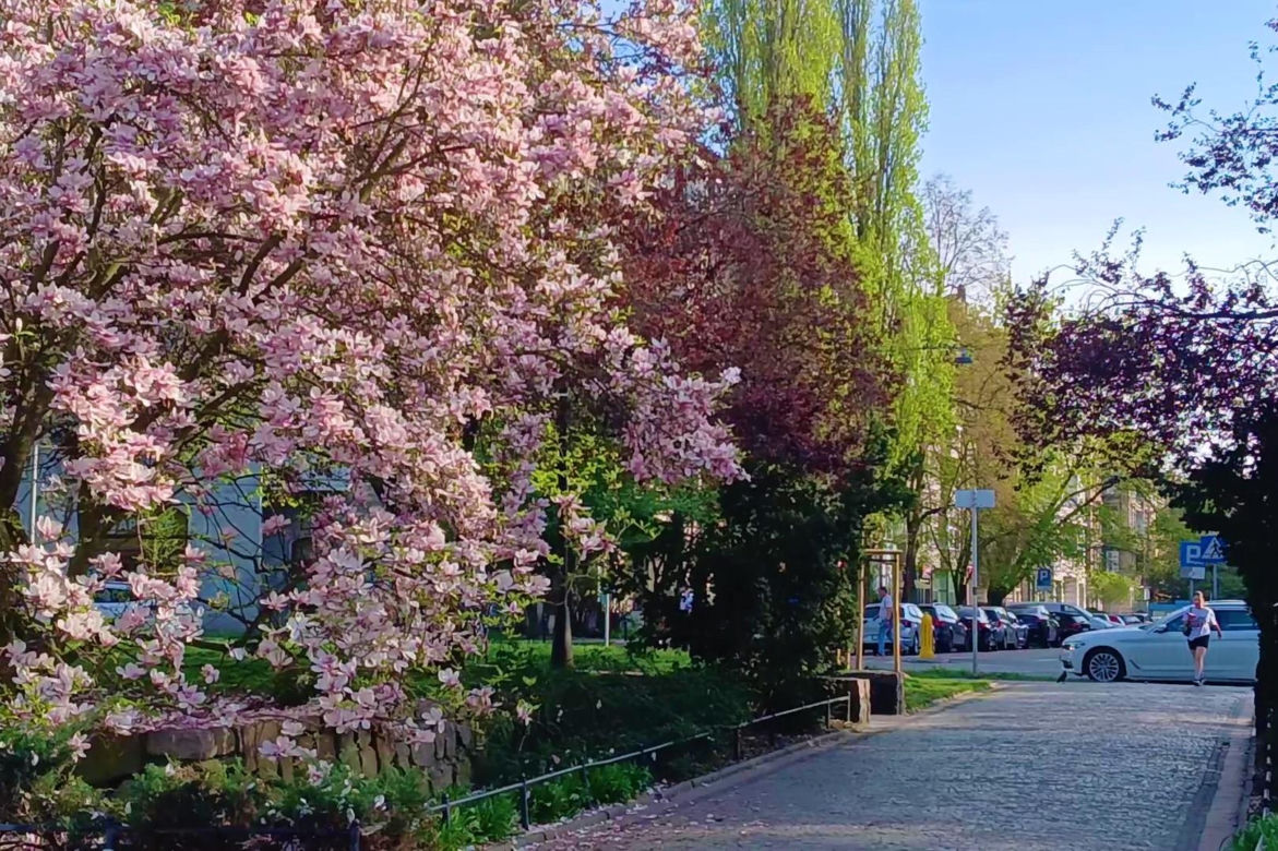 Magnolie w Szczecinie