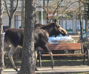 Łoś dumnie spacerował ulicami Rembertowa. Jego zdjęcie hitem sieci. „Przystanek Alaska” śmieją się internauci