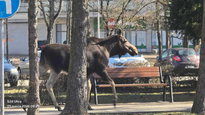 Łoś dumnie spacerował ulicami Rembertowa. Jego zdjęcie hitem sieci. „Przystanek Alaska” śmieją się internauci