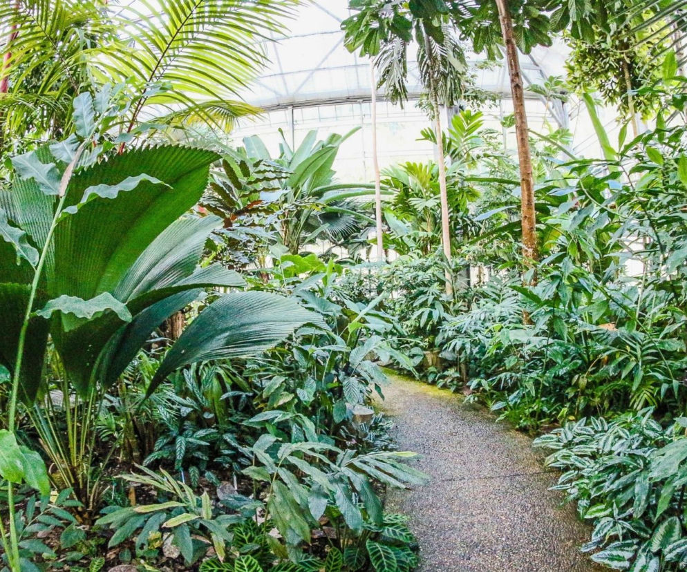 Ogród botaniczny zaprasza warszawiaków również zimą!