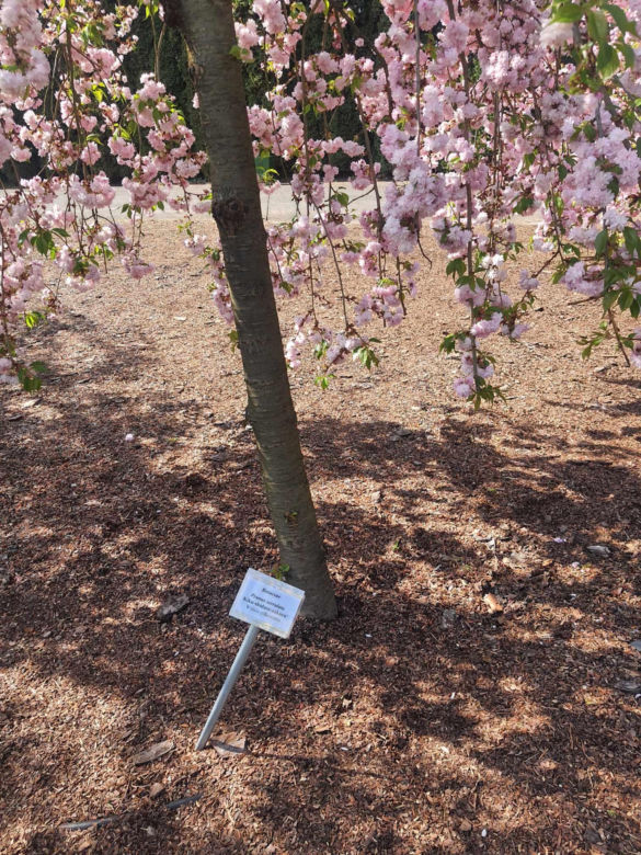 Kwitnące wiśnie i magnolie w Ogrodzie Botanicznym w Powsinie
