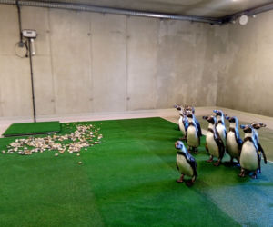 Tak prezentują się pingwiny w śląskim ZOO. Kiedy będzie można je odwiedzać? [ZDJĘCIA, WIDEO]