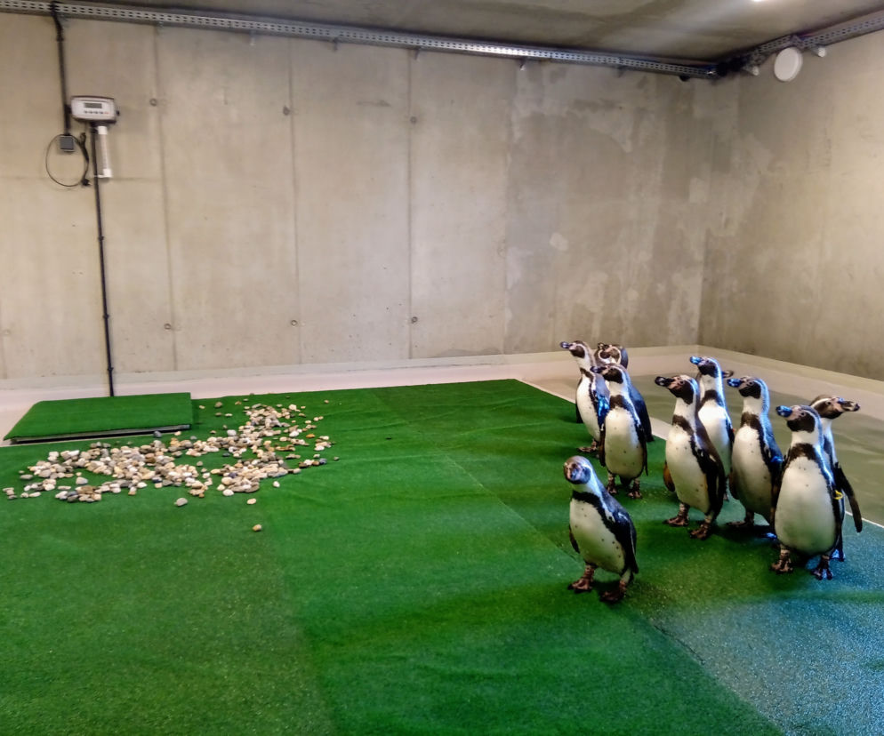 Tak prezentują się pingwiny w śląskim ZOO. Kiedy będzie można je odwiedzać? [ZDJĘCIA, WIDEO]