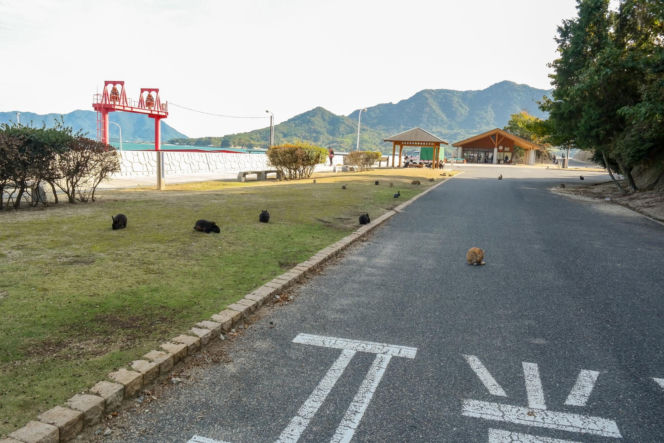 Wyspa, na której żyje więcej królików niż ludzi. Ma mroczną przeszłość