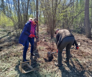 W Lesie Sekulskim rośnie już kilkaset nowych, młodych buków! Drzewa zasadzili członkowie siedleckiego samorządu i leśnicy