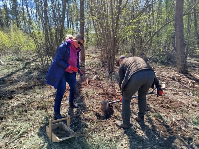 W Lesie Sekulskim rośnie już kilkaset nowych, młodych buków! Drzewa zasadzili członkowie siedleckiego samorządu i leśnicy