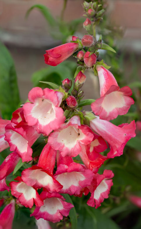 Penstemon