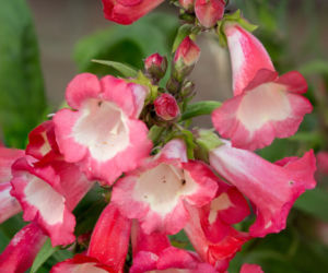 Penstemon