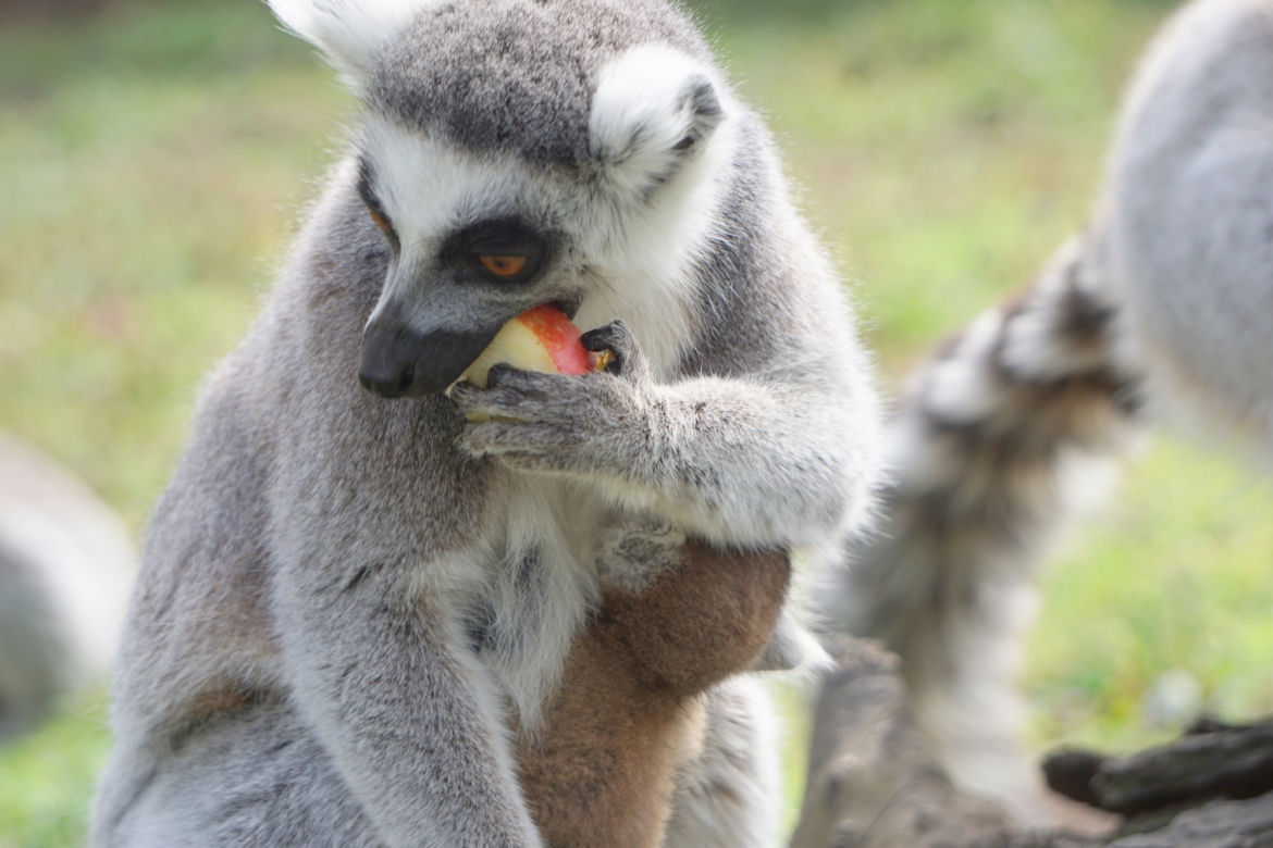 Zoo Wrocław: Lemury katta