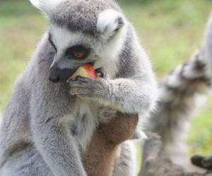 Zoo Wrocław: Lemury katta