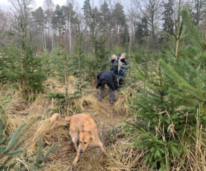 Choinkobranie w Lasach Państwowych. Tu pachnące choinki kupisz za grosze