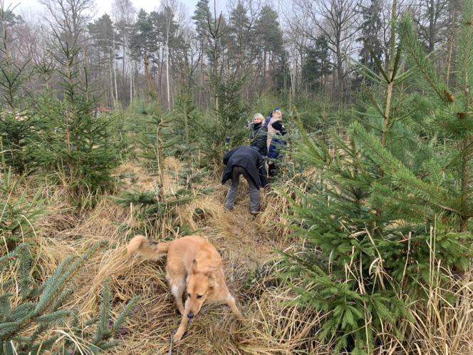 Choinkobranie w Lasach Państwowych. Tu pachnące choinki kupisz za grosze