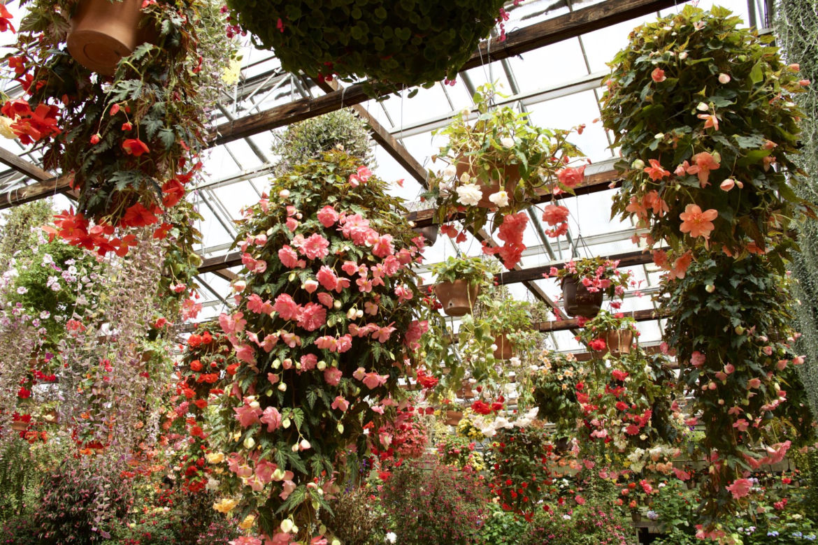 Begonia zwisająca