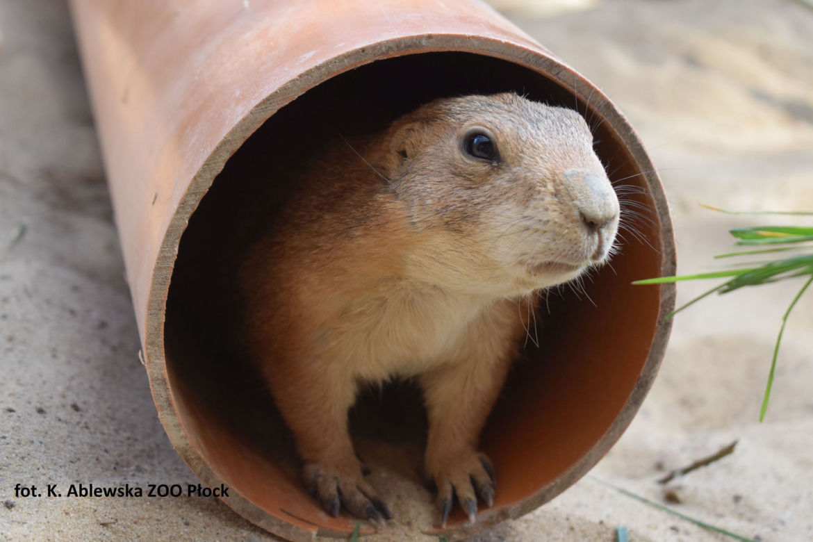 Szczekają, nie jedzą mięsa i lubią Dziki Zachód! To nowi mieszkańcy Zoo Płock [ZDJĘCIA]