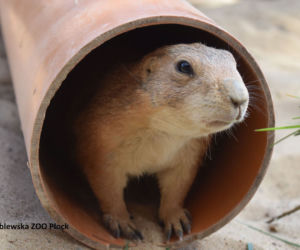 Szczekają, nie jedzą mięsa i lubią Dziki Zachód! To nowi mieszkańcy Zoo Płock [ZDJĘCIA]