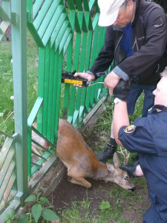 Sarna uwolniona dzięki... podnośnikowi samochodowemu
