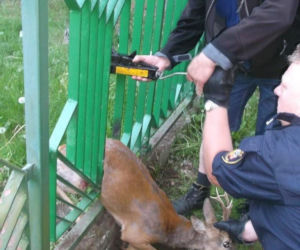 Sarna uwolniona dzięki... podnośnikowi samochodowemu