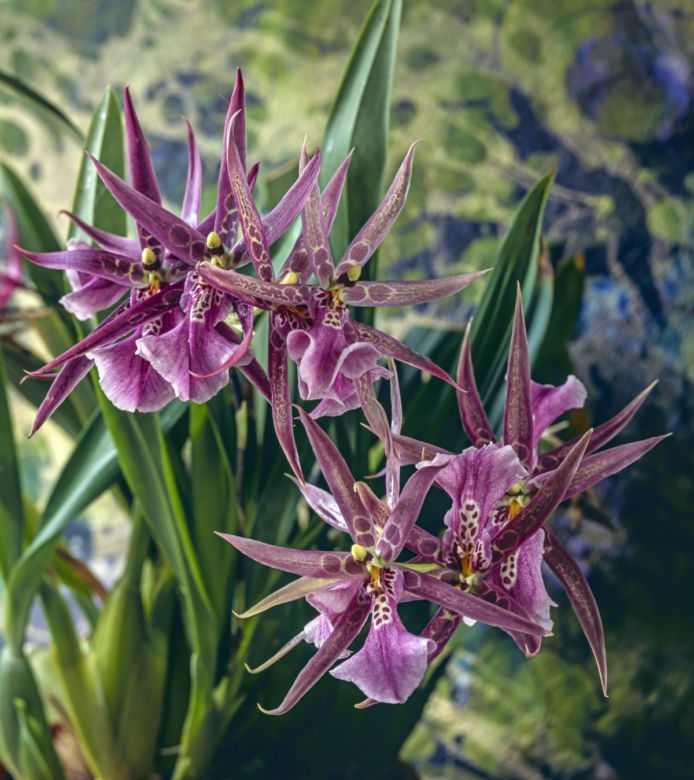 Brassia