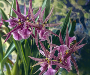 Brassia