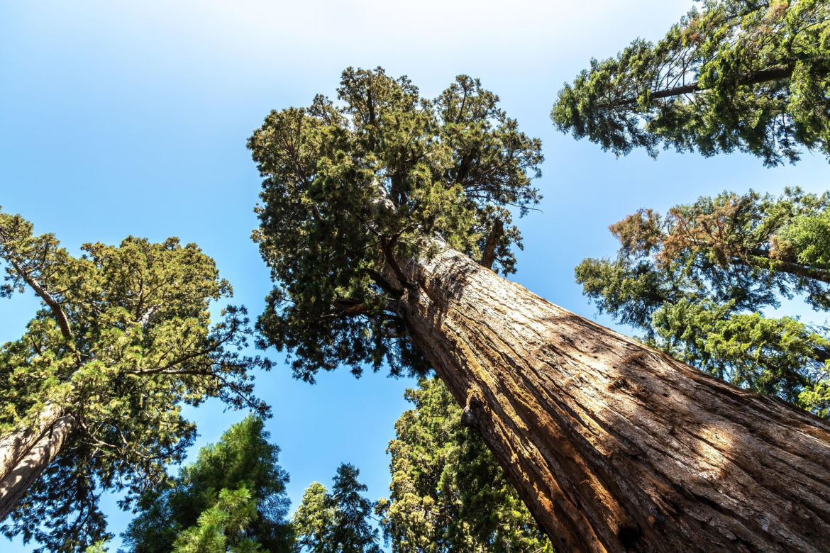 General Sherman – okaz mamutowca olbrzymiego rosnący w Parku Narodowym Sekwoi w górach Sierra Nevada