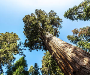 General Sherman – okaz mamutowca olbrzymiego rosnący w Parku Narodowym Sekwoi w górach Sierra Nevada