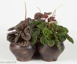 Peperomia