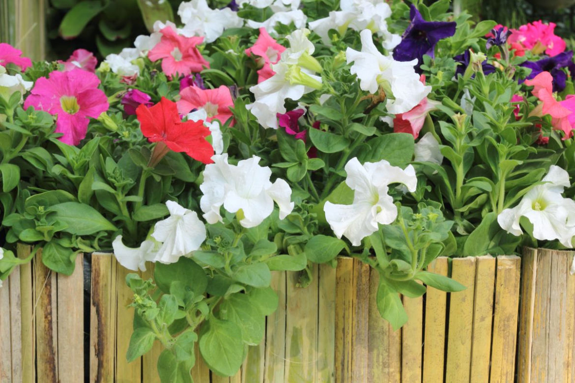 Petunia ogrodowa