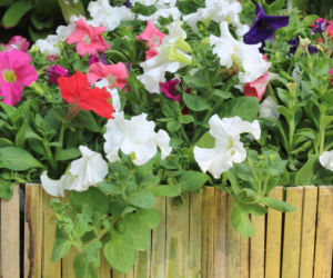 Petunia ogrodowa
