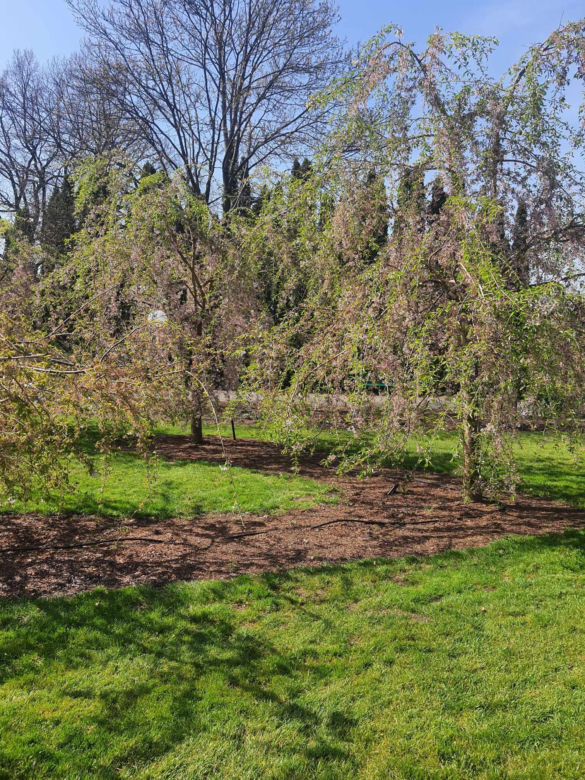 Kwitnące wiśnie i magnolie w Ogrodzie Botanicznym w Powsinie