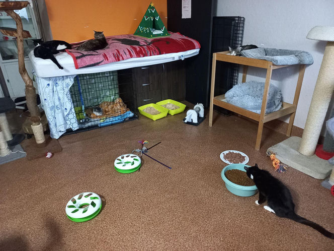 Kociarnia w Lesznie szykuje się do zimy. Potrzebny opał i karma