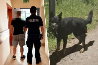 Przywiązał psa do drzewa i zostawił. Wolt był zmęczony i spragniony
