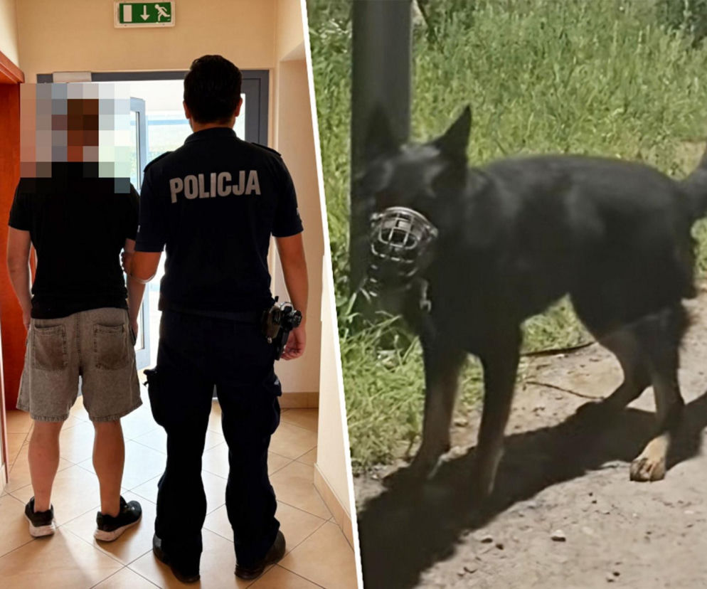 Zostawił owczarka w kagańcu, przywiązanego do drzewa. Wolt omal nie zginął na słońcu