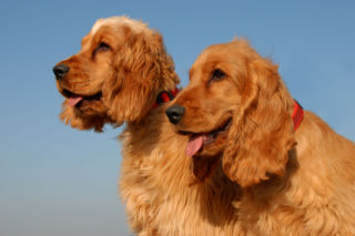 Angielski cocker spaniel