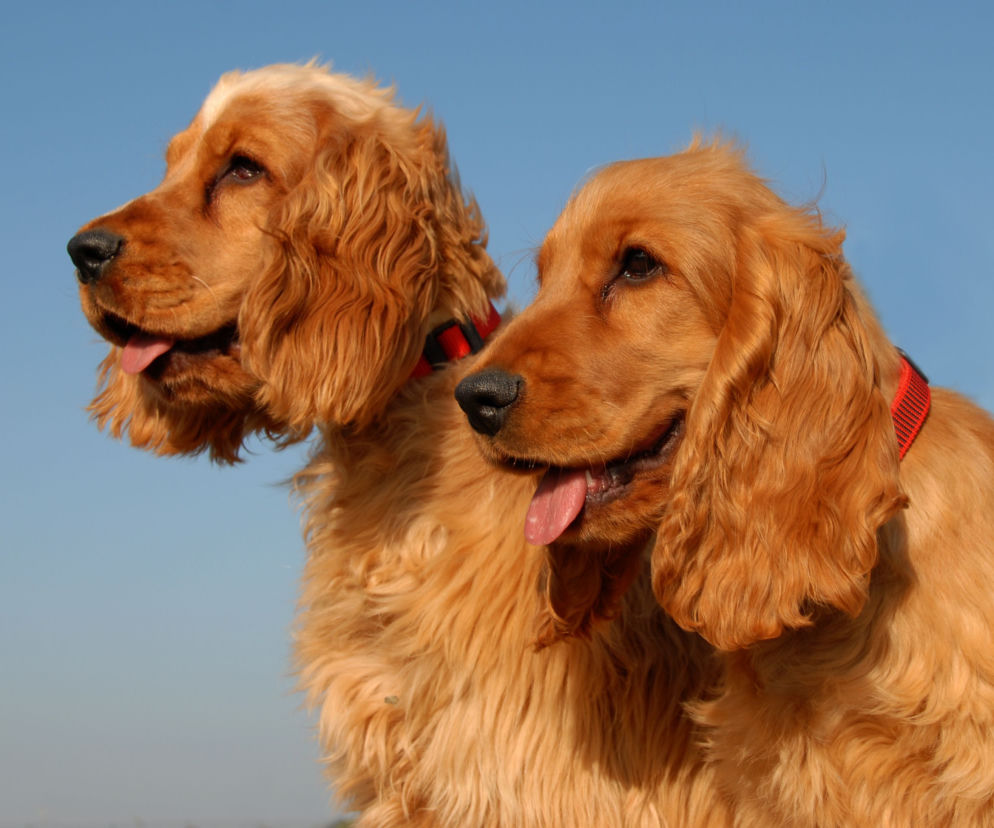 Angielski cocker spaniel
